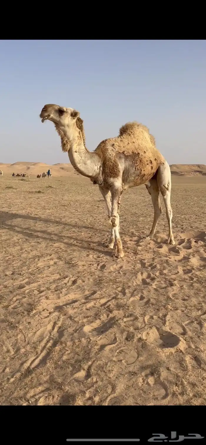 للبيع البعير 1