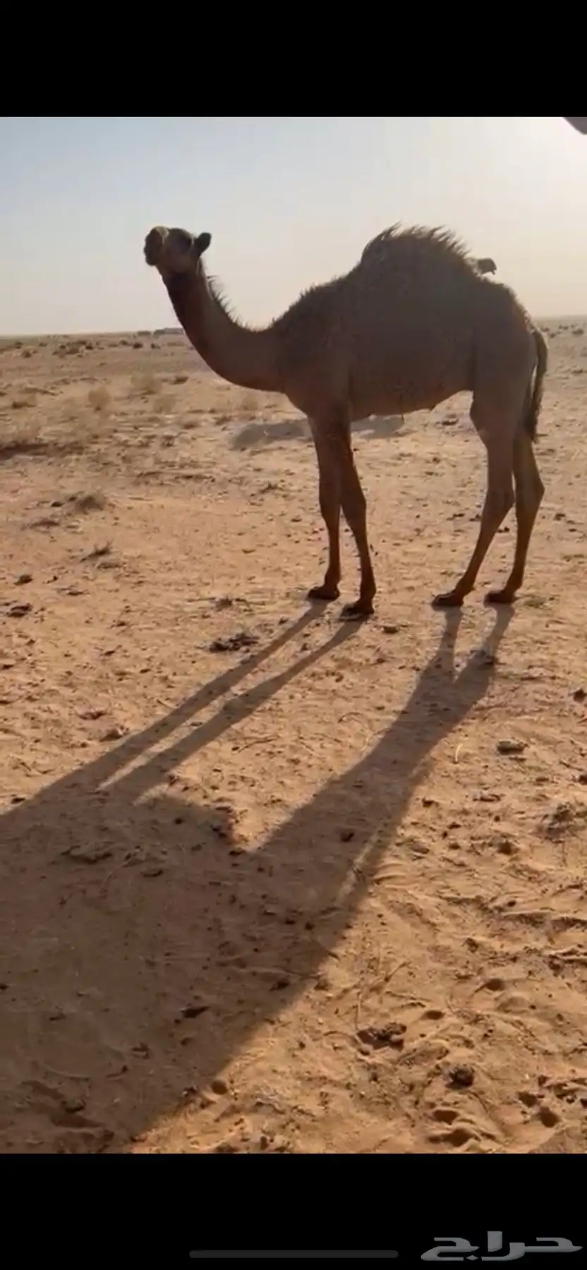 اشعل قعود ساسه دبياني 1