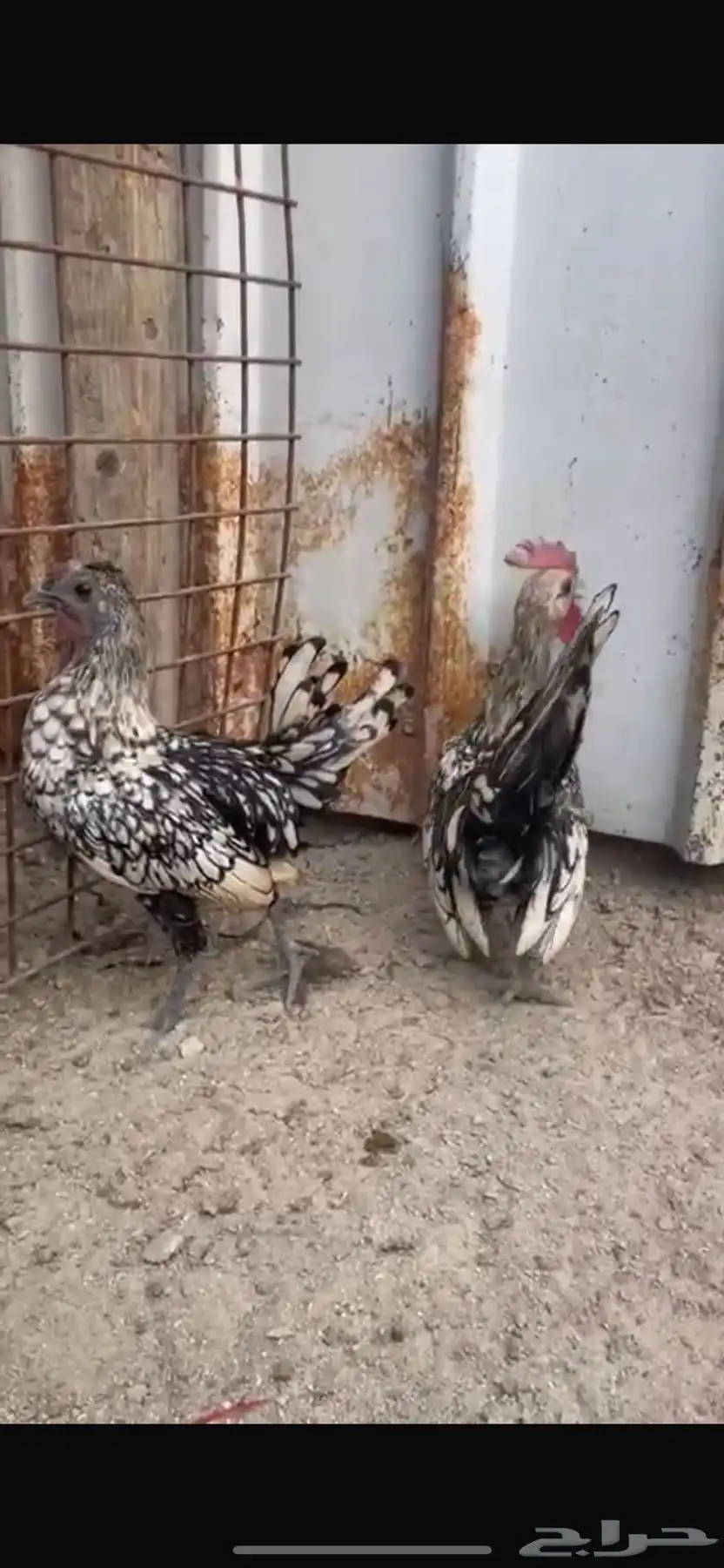 للبيع دجاج حباحب و كوبرا وحمام ودجاج هندي وسبرايت 6