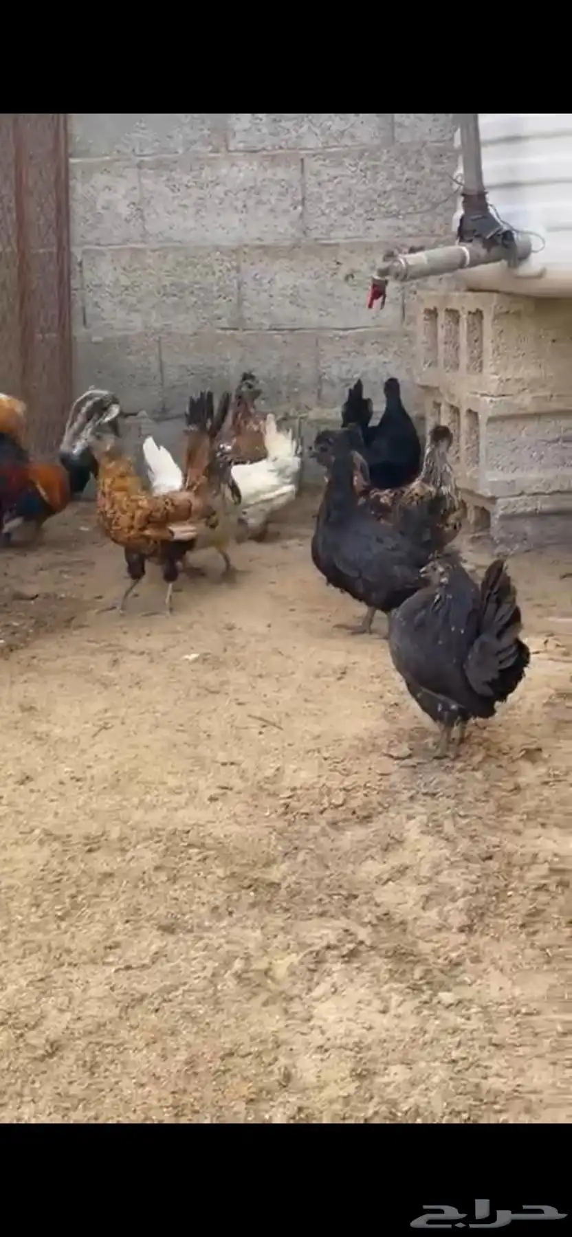 للبيع دجاج حباحب و كوبرا وحمام ودجاج هندي وسبرايت 0