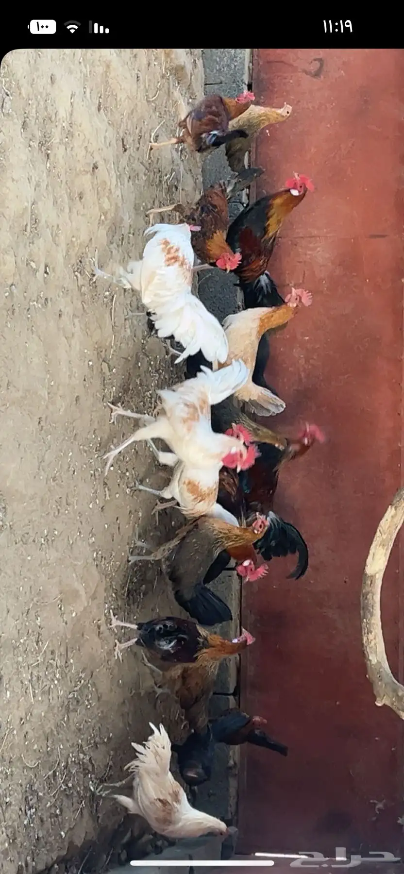 دجاج 1