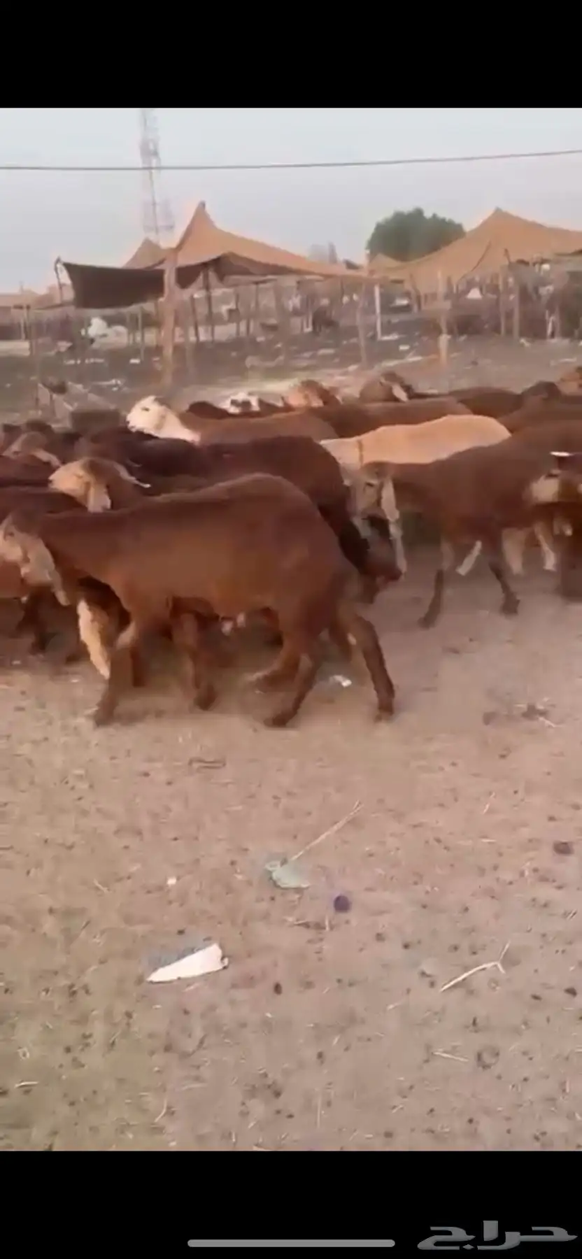سواكني حمري 2