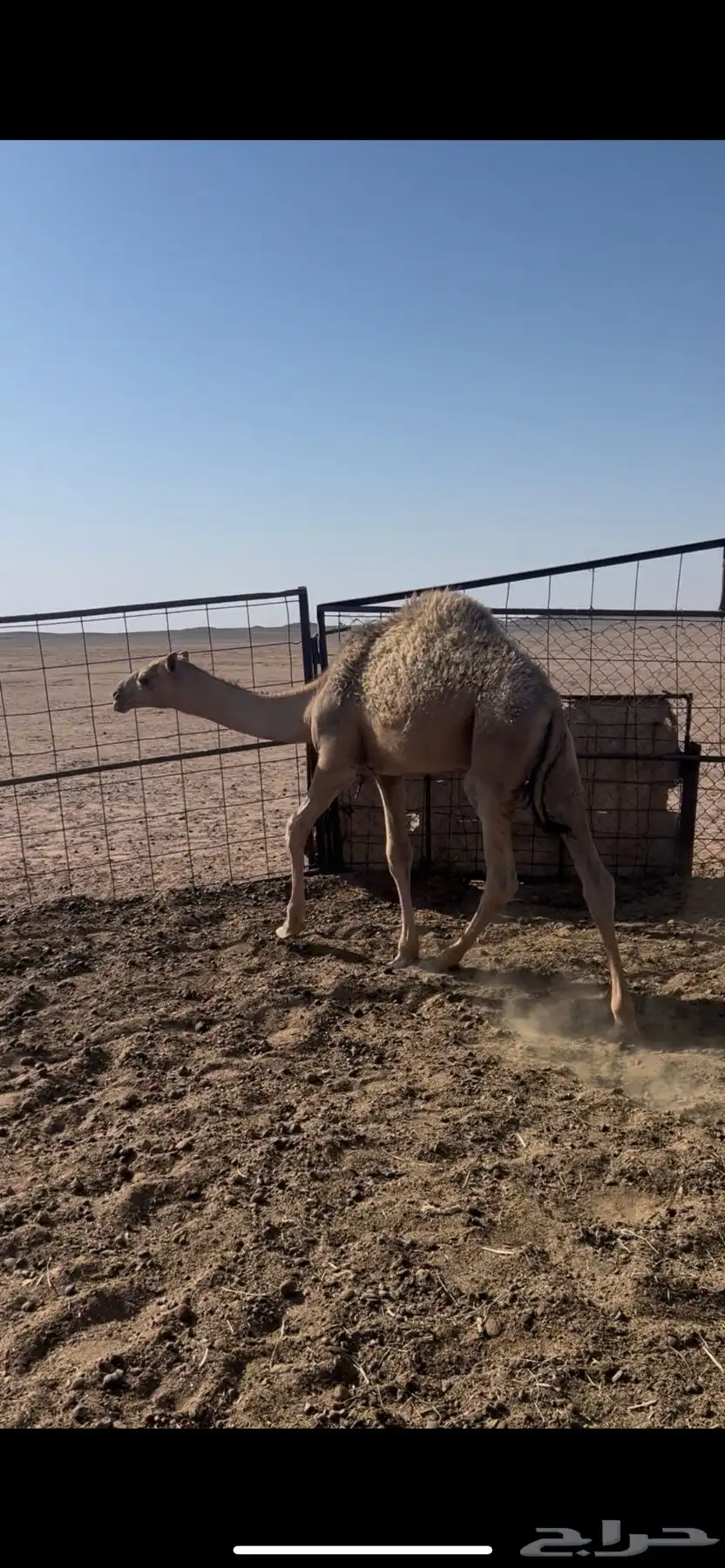 للبيع قعدان 1
