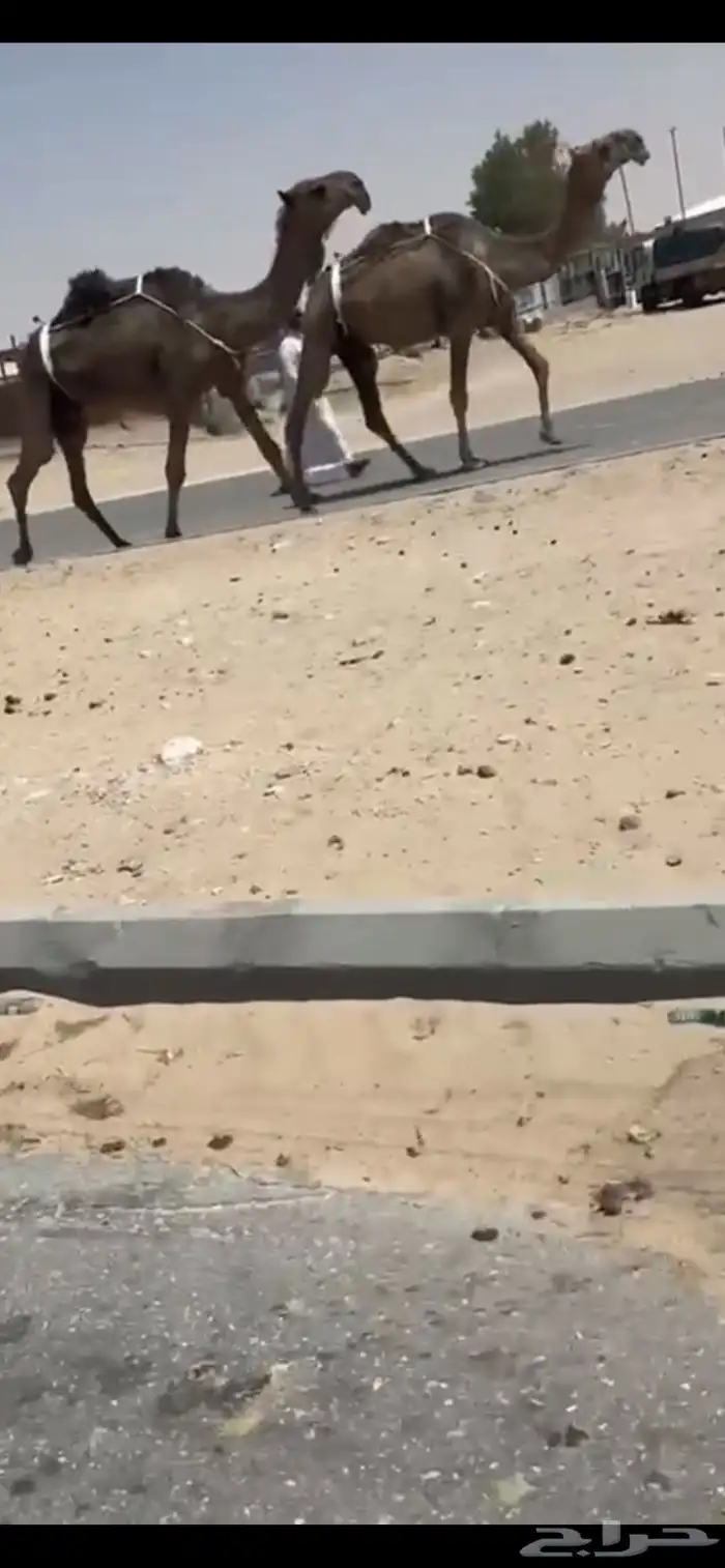 خفت بكستانيات 0