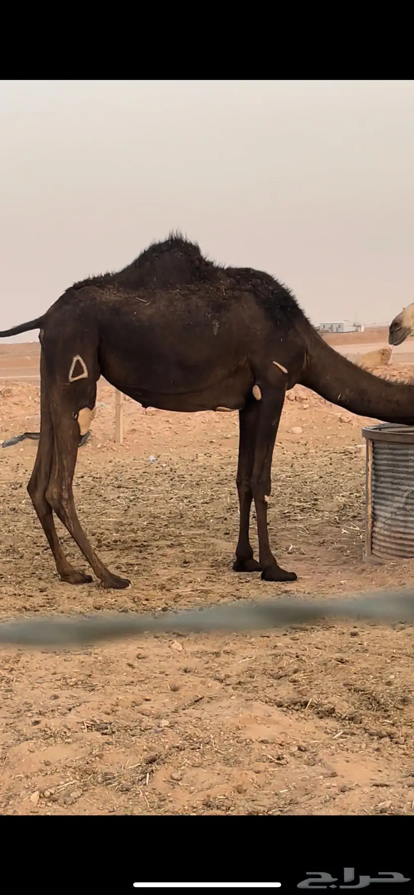 لقحات مجاهيم 0