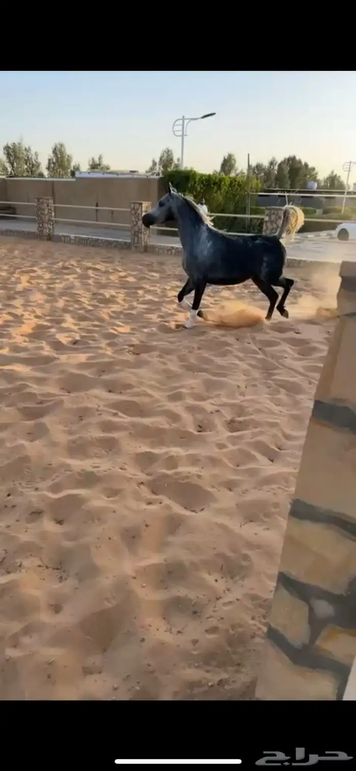 فرس واهو طيبة 1
