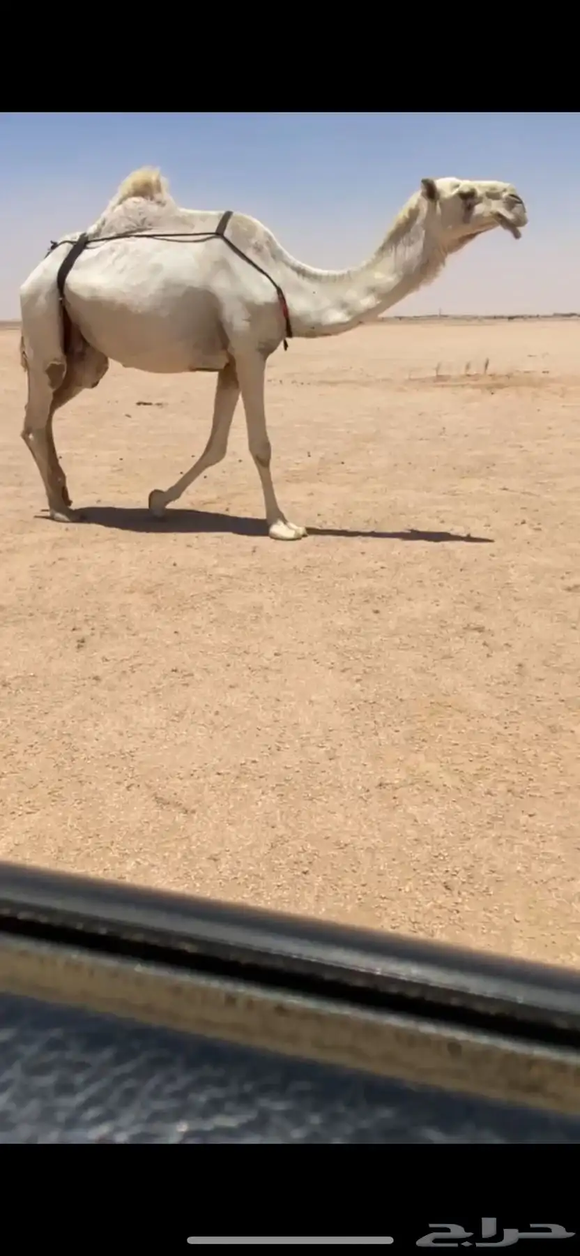 للبيع الوضحاء القحاء و الصفرا الضريبه 0