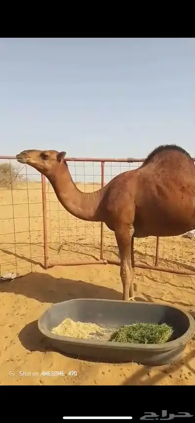 قعود احمر ساحلي 0