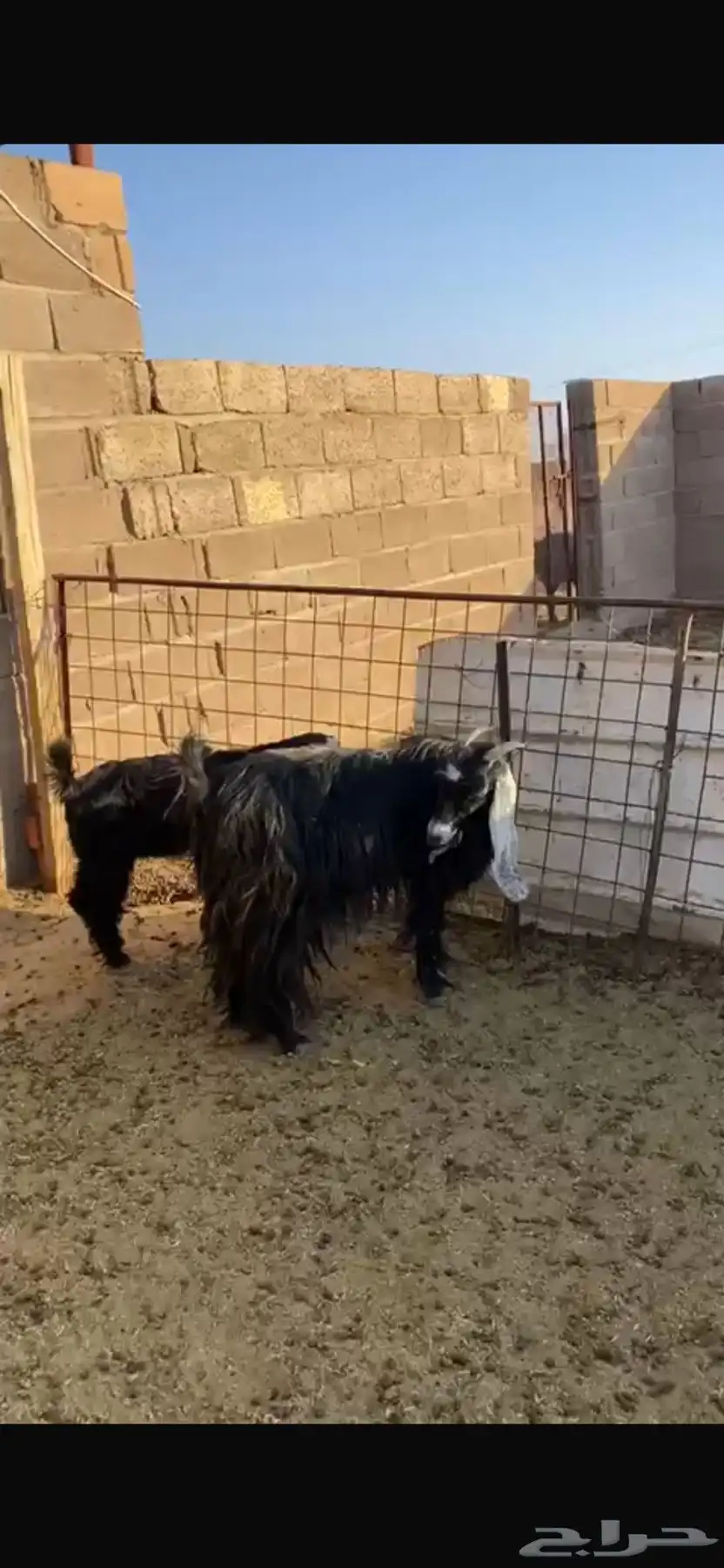 بيع عنز 0