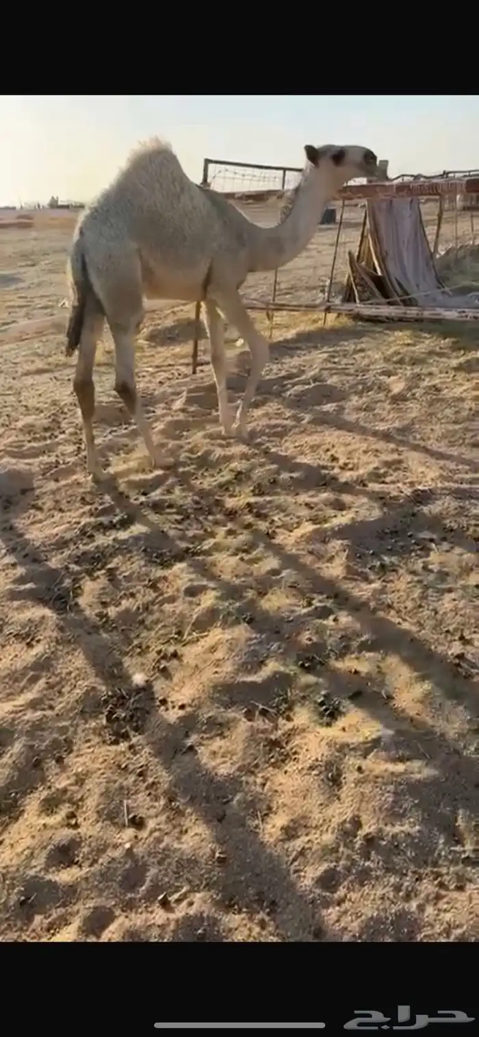 حواره باتليه كفو على فزاع الباتل بعير شيبان الجلاوي 0