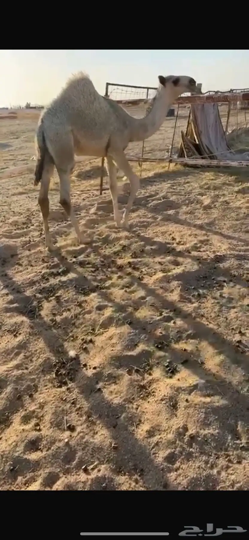 حواره باتليه كفو على فزاع الباتل بعير شيبان الجلاوي 0