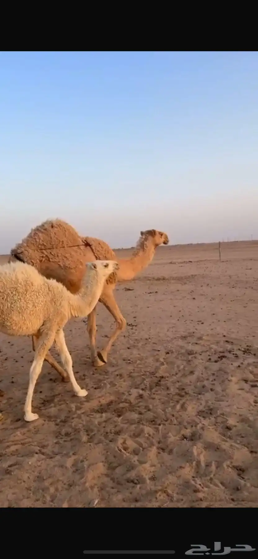 للبيع عشراء تحتها بكره 2