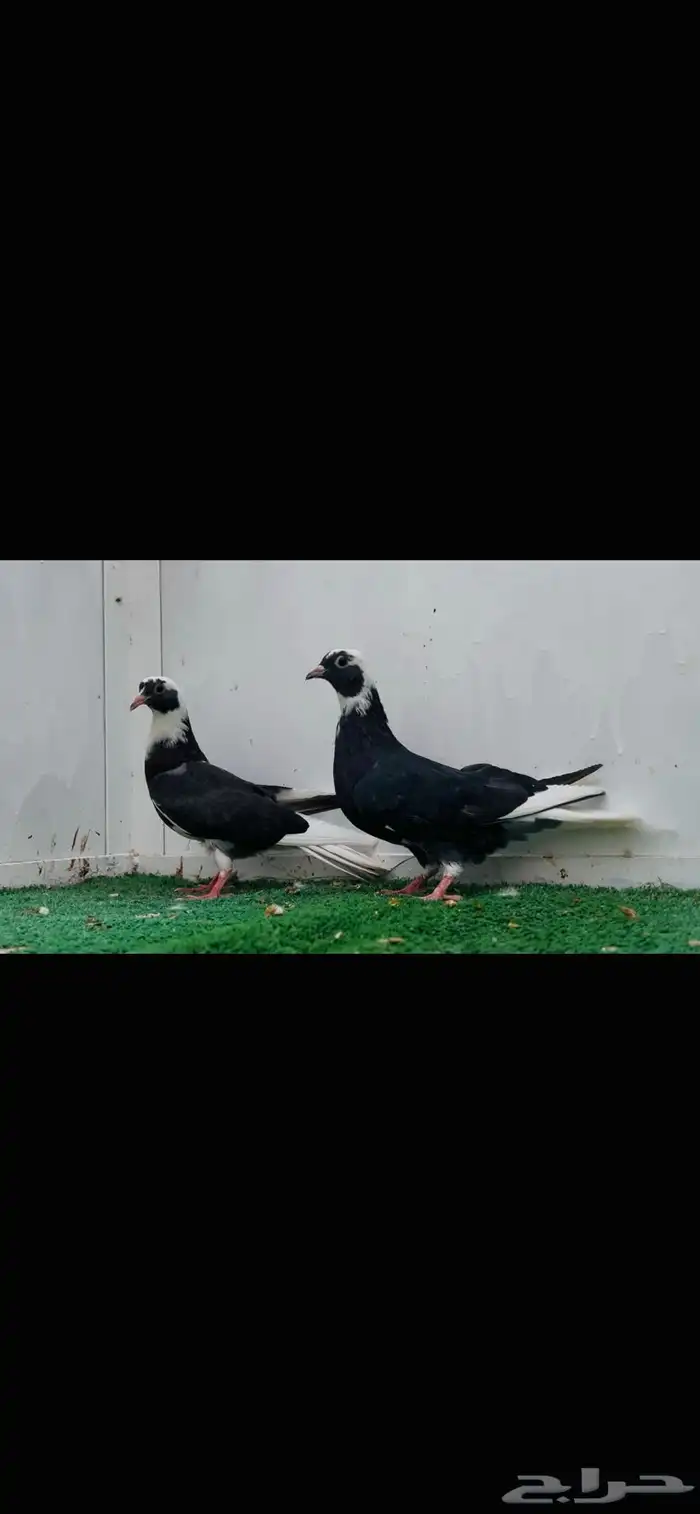 طبه قلاب هجارس 3