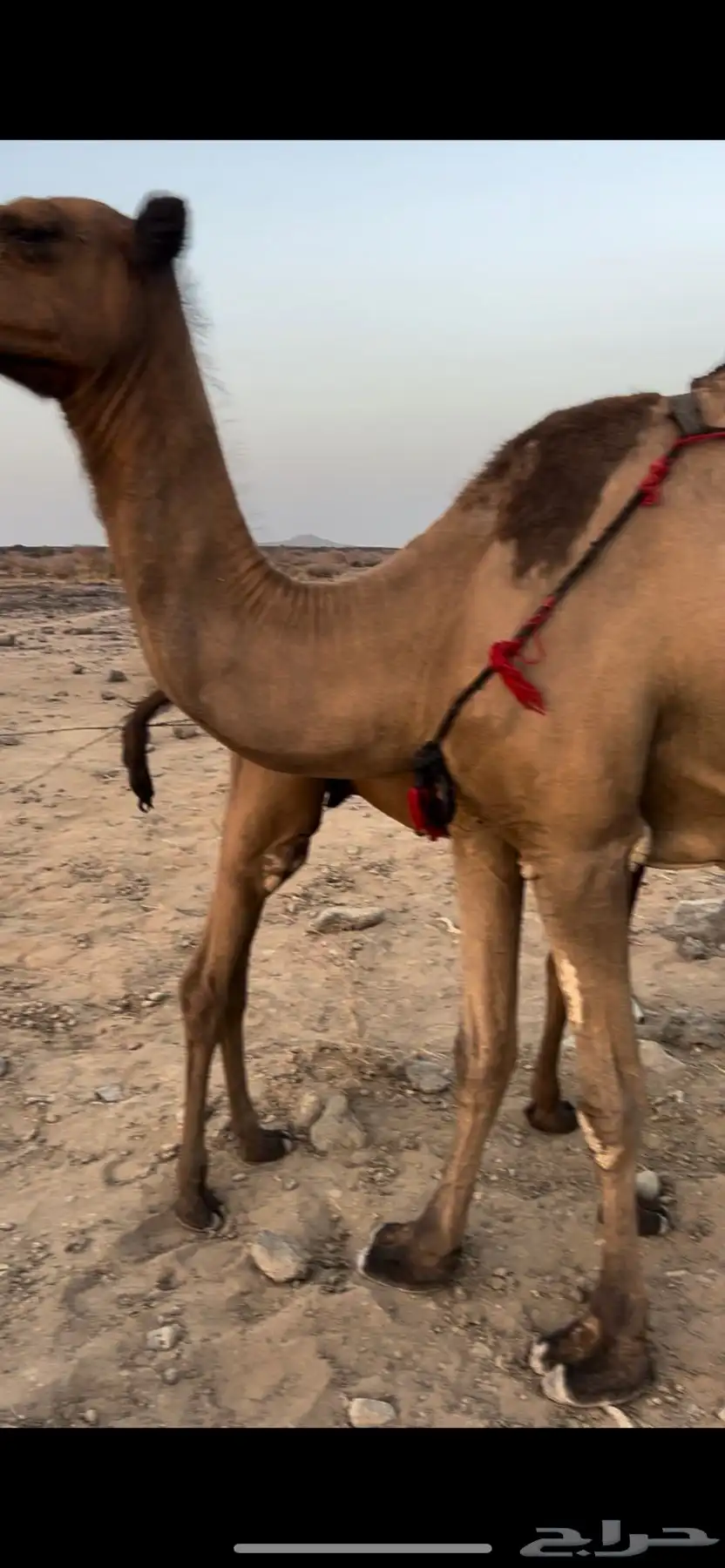 خلفه هديه مشروطه 1