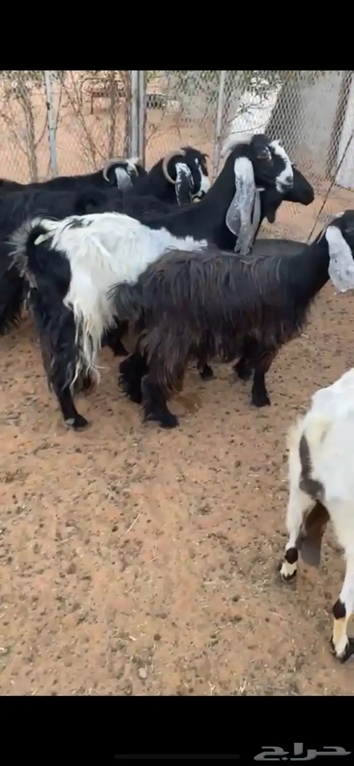 معزا 1