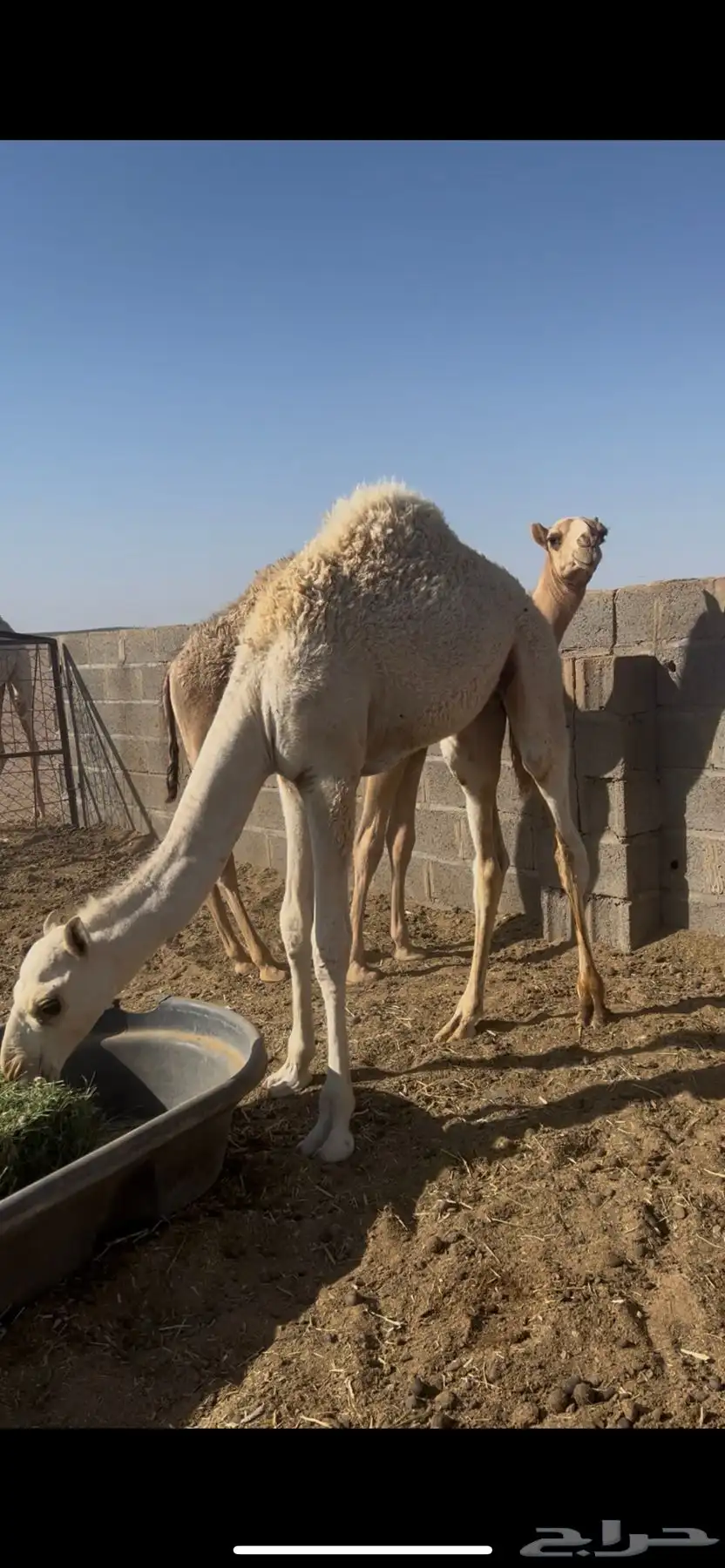 للبيع قعدان 3