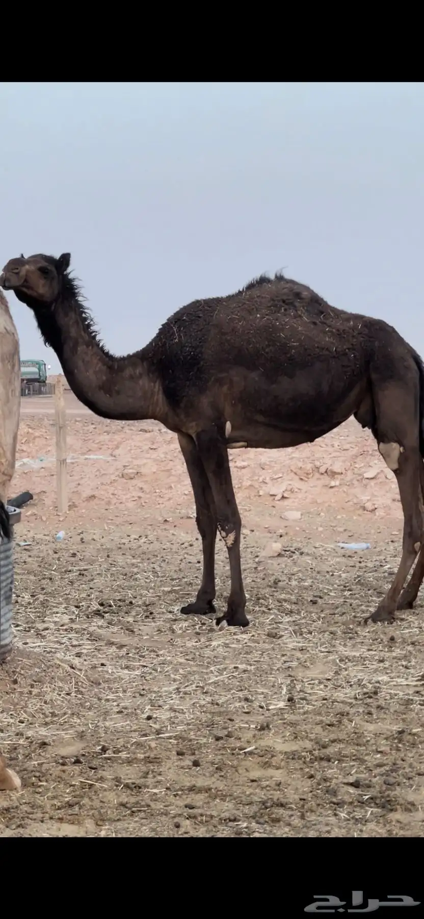 لقحات مجاهيم 5