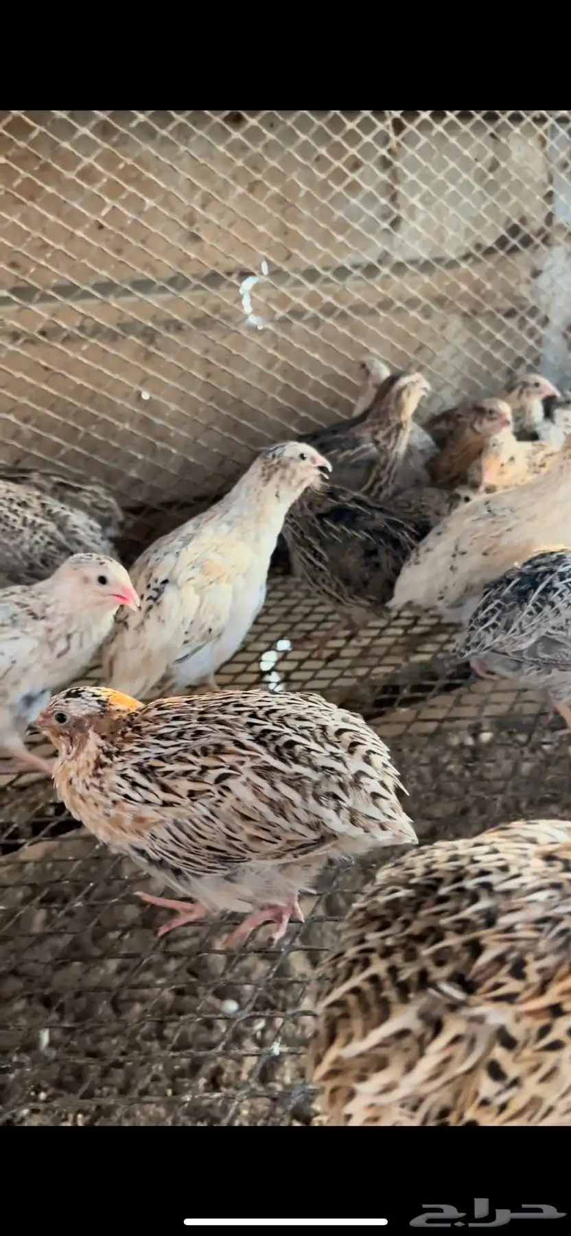 بيض سمان حي التيسير 1