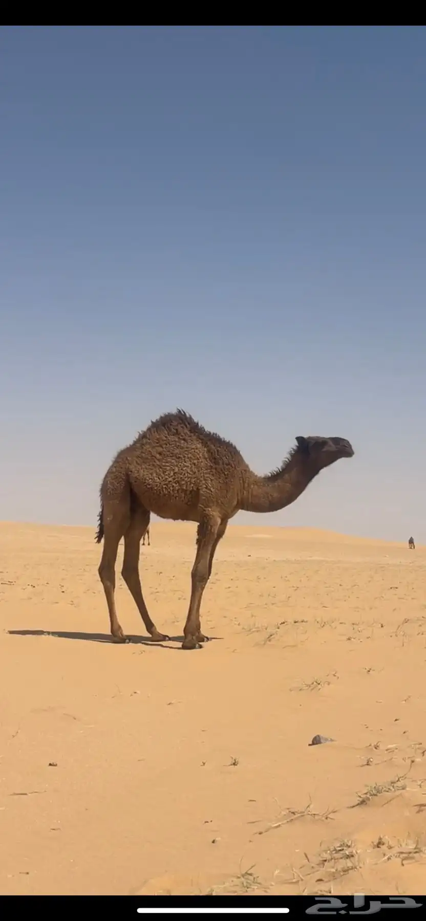 قعدان قصب فل شحم 0
