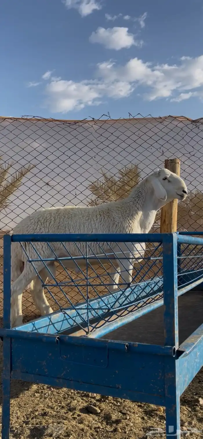 مشروع فحل ضغط عالي ( تم البيع ) 0