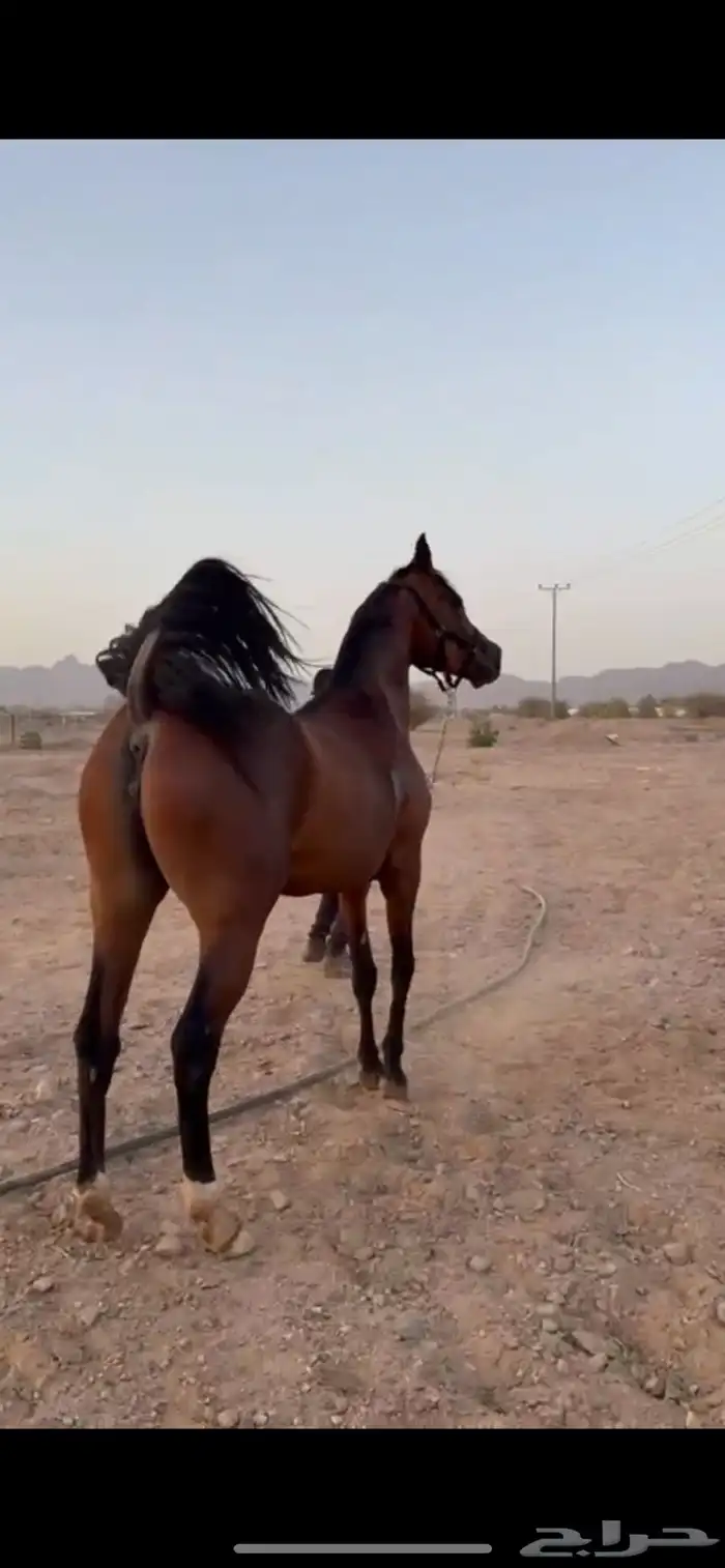 فرس واهو مكس فاخرة 1