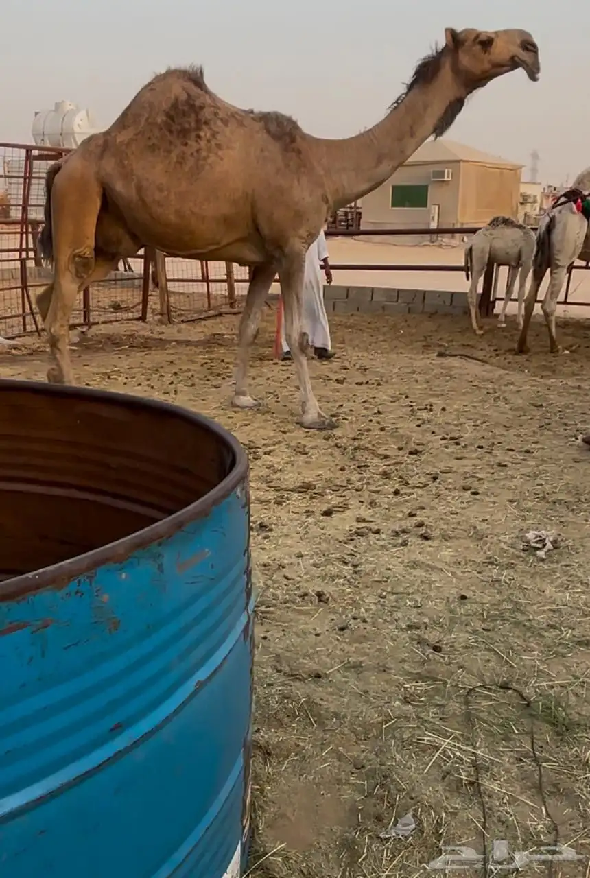 بكستانيه كفو القحه للبيع 0