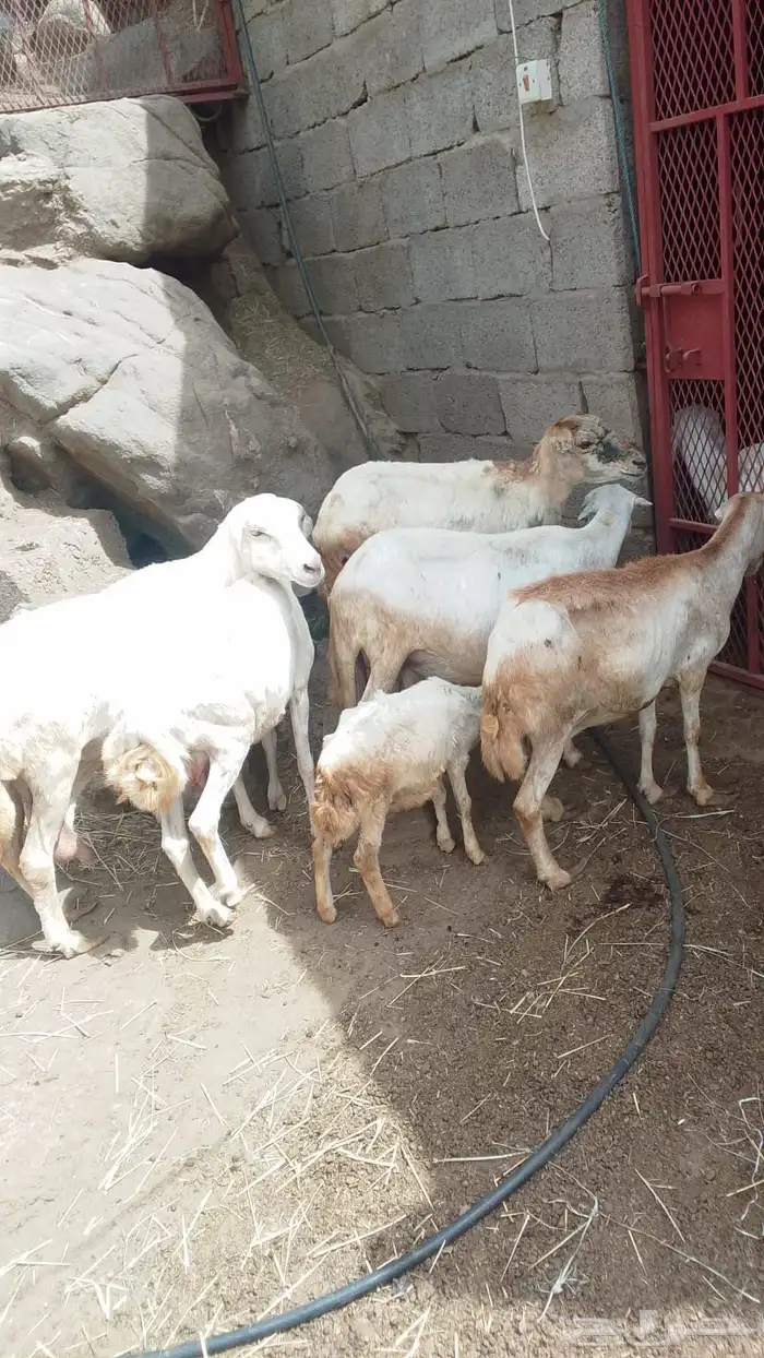 نعاج رفيديات الموقع فيفاء 1
