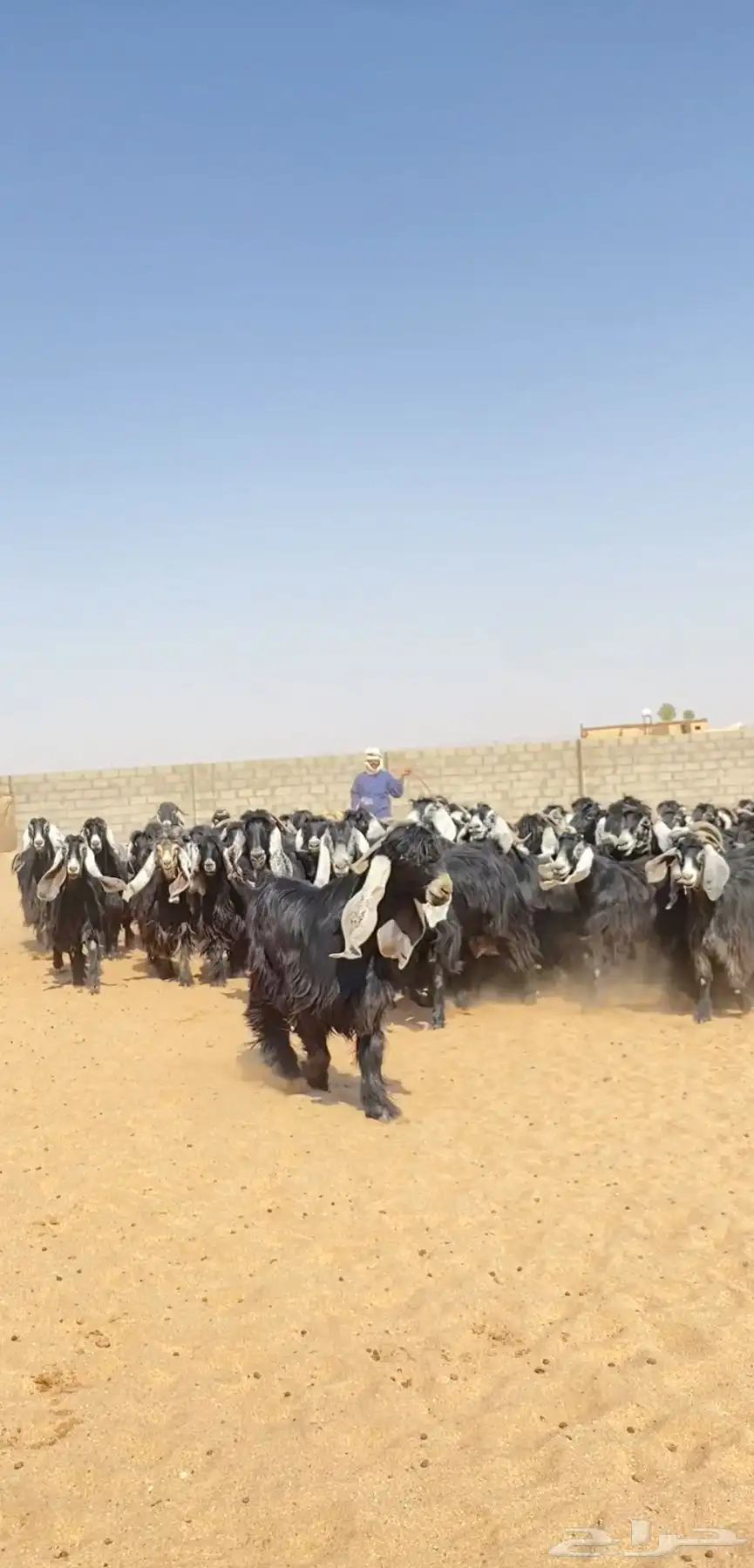 معزا عوارض مراح خلفات صنف 5