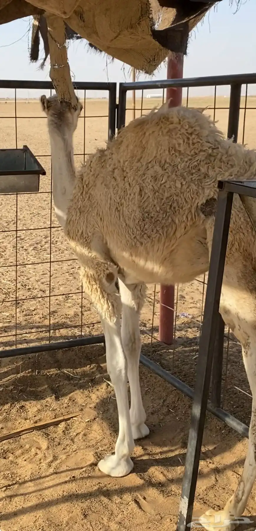 حاشي لباني لحم تم البيع 0