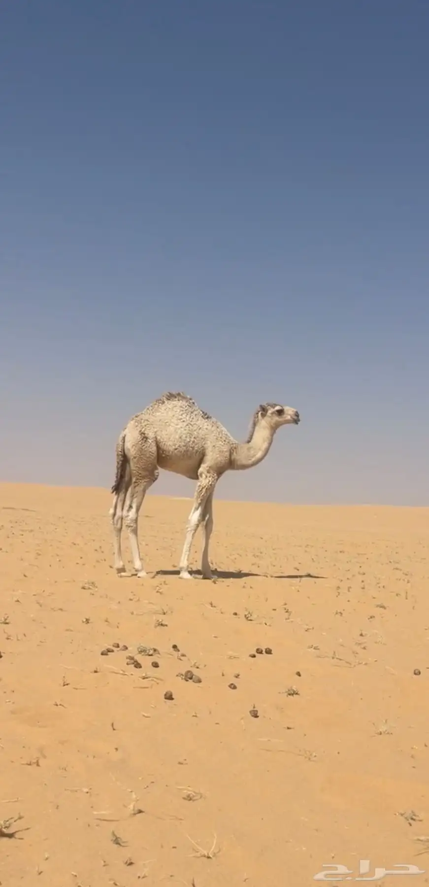 قعدان قصب فل شحم 5