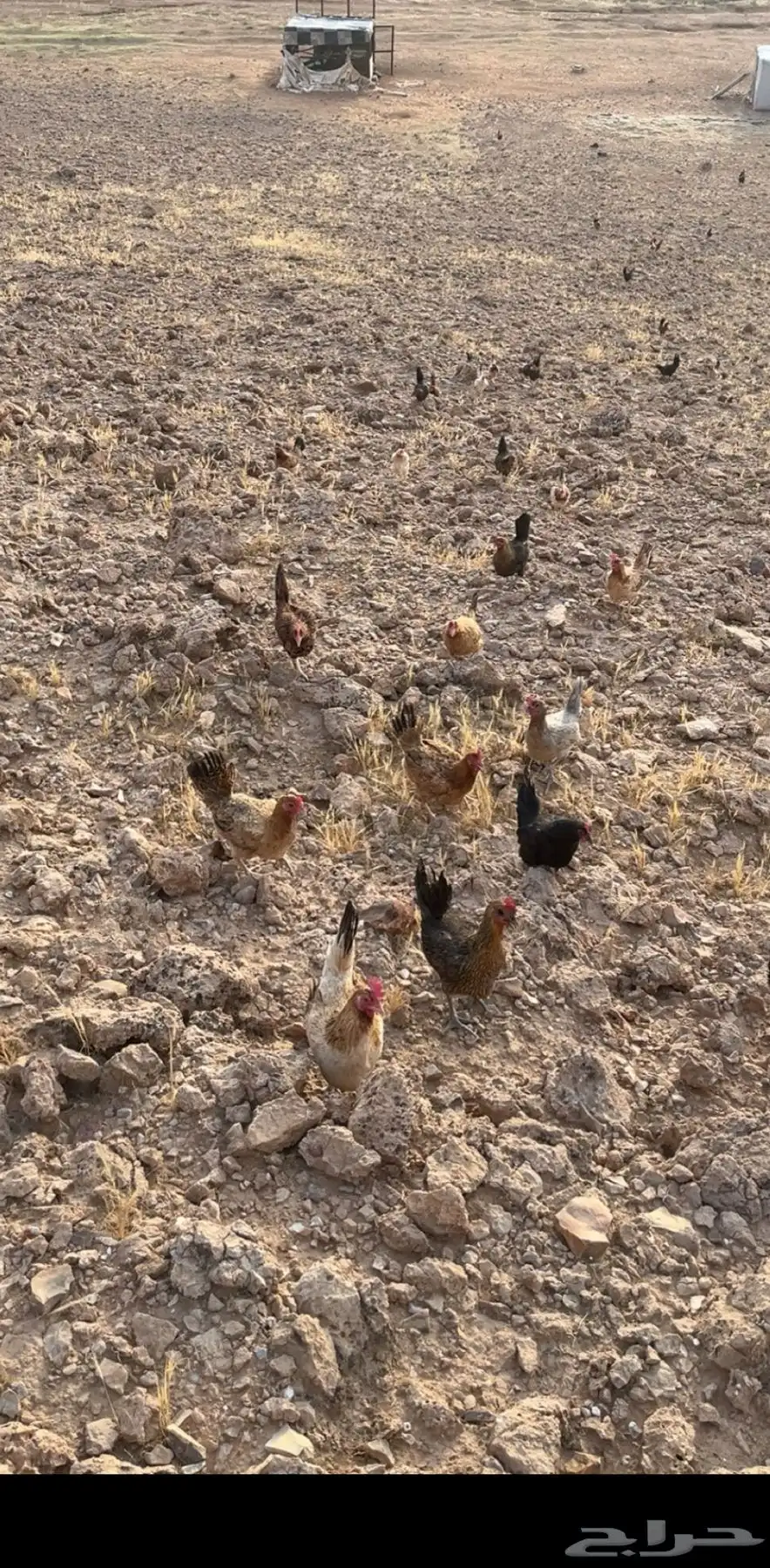 للبيع دجاج بياض بلدي 3