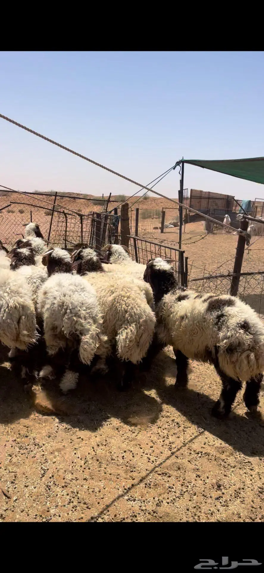 خرفان نعيم طيبه 0
