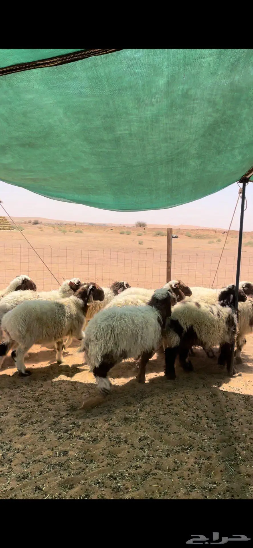 خرفان نعيم طيبه 3