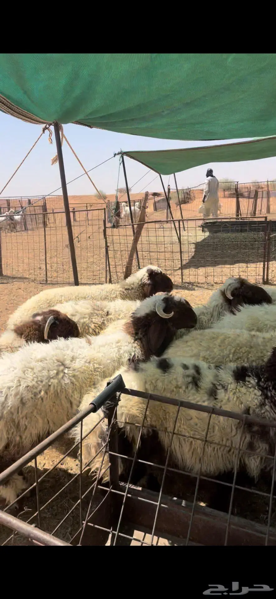 خرفان نعيم طيبه 6