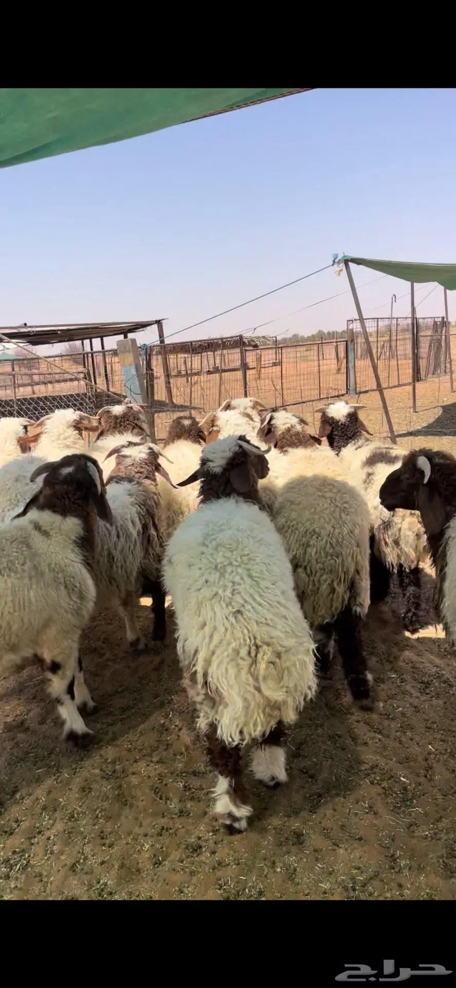 خرفان نعيم طيبه 1