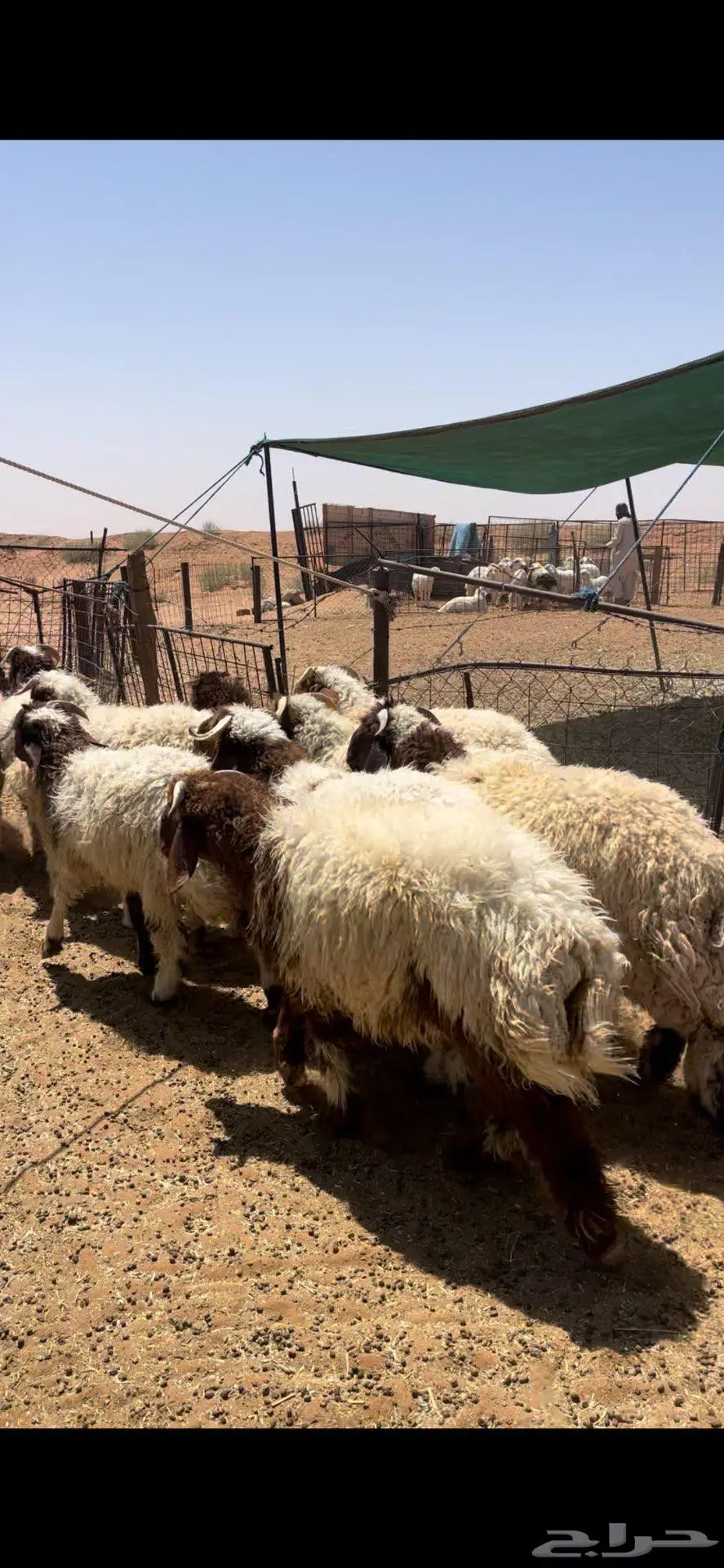 خرفان نعيم طيبه 2
