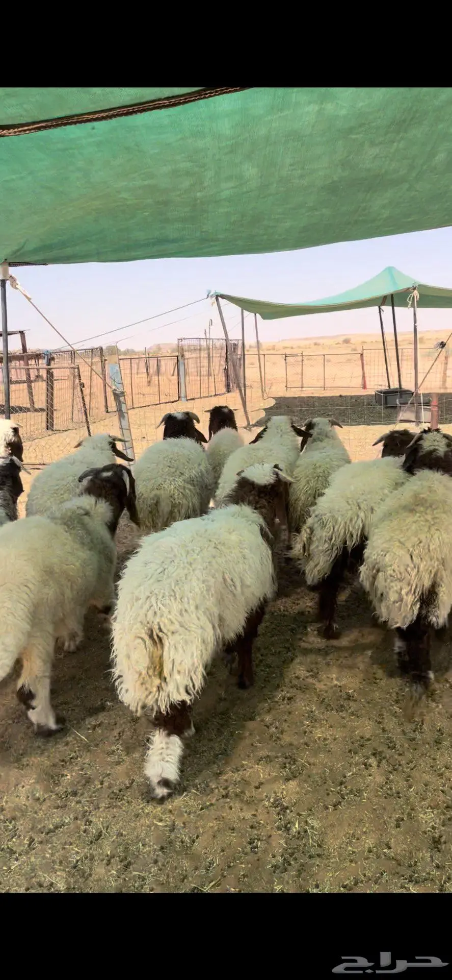 خرفان نعيم طيبه 4