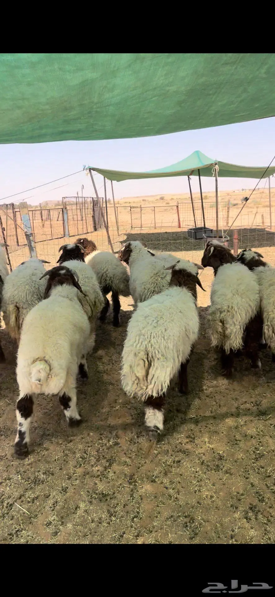 خرفان نعيم طيبه 5