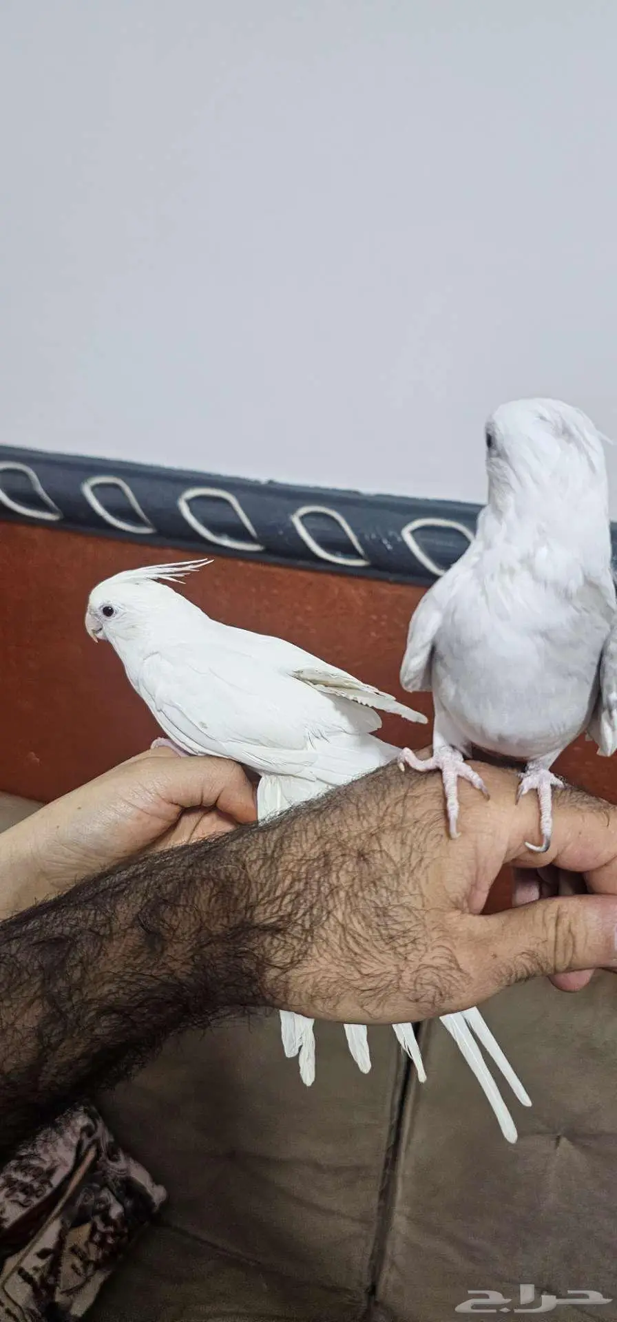 طيور كراون زوج اليف مع القفص وتوابعها 3