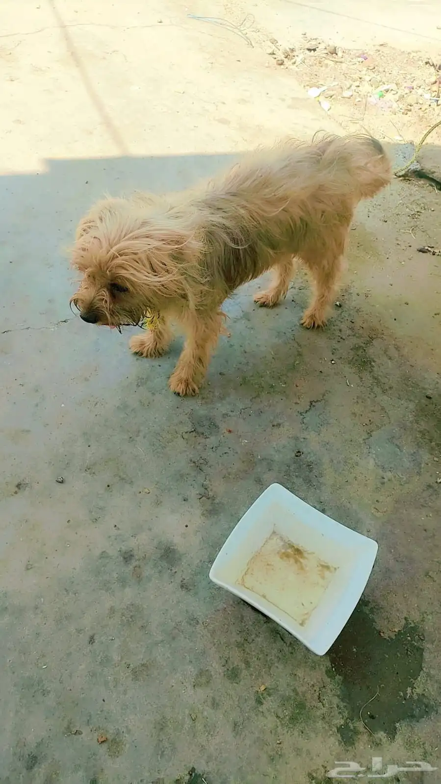Doog 1