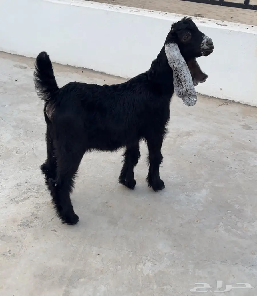 جفره عارضيه معرفه 1