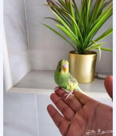 روز وبادجي أليفين 2