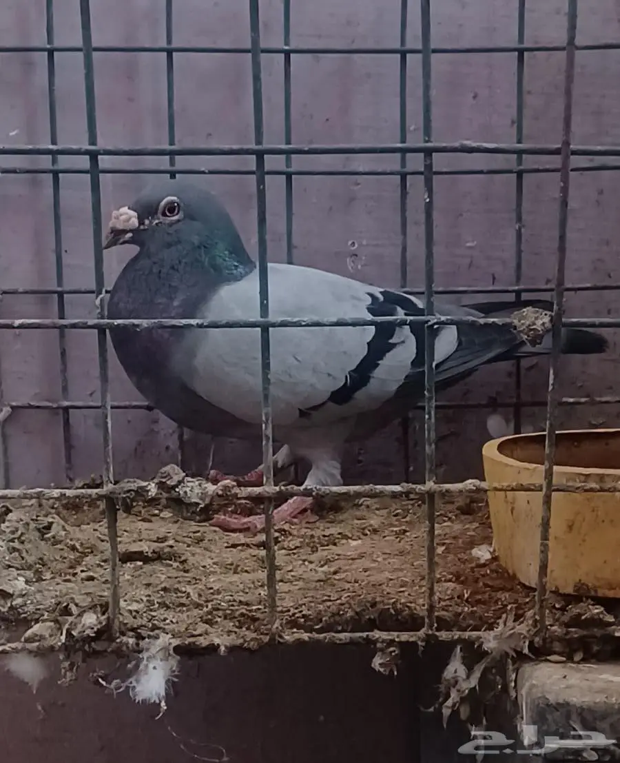 تم البيع 0
