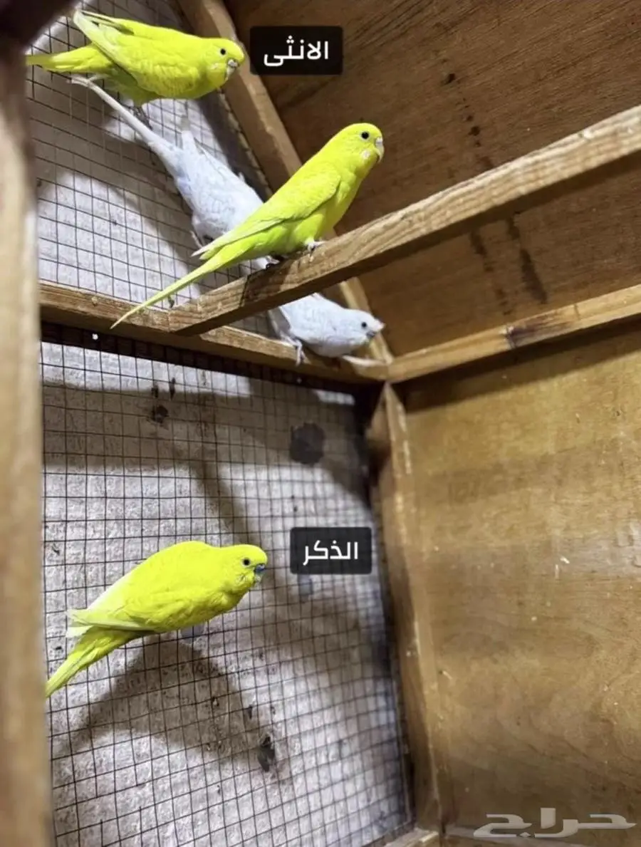 مجموعة طيور حب باكستاني 0