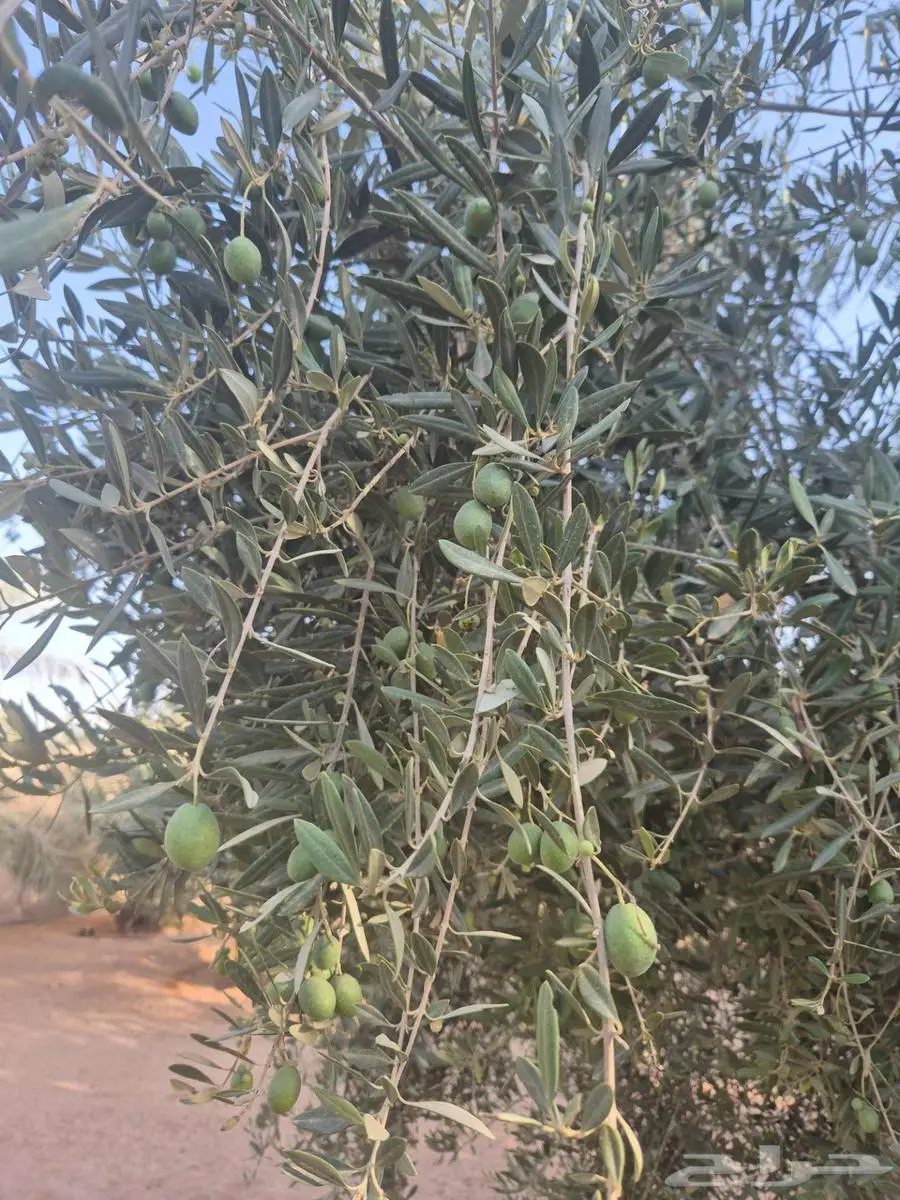 اشجار زيتون مثمر 2