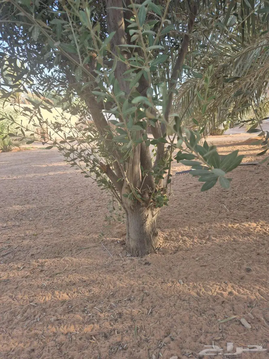 اشجار زيتون مثمر 1