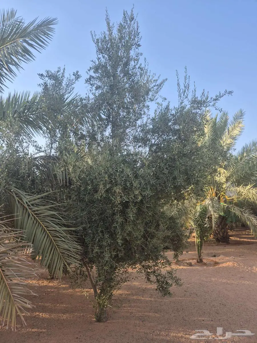 اشجار زيتون مثمر 0