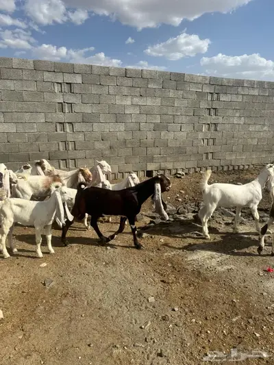 تيوس وجفرات 0