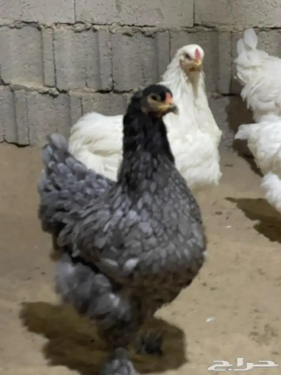 دجاج ابراهما منتج 1