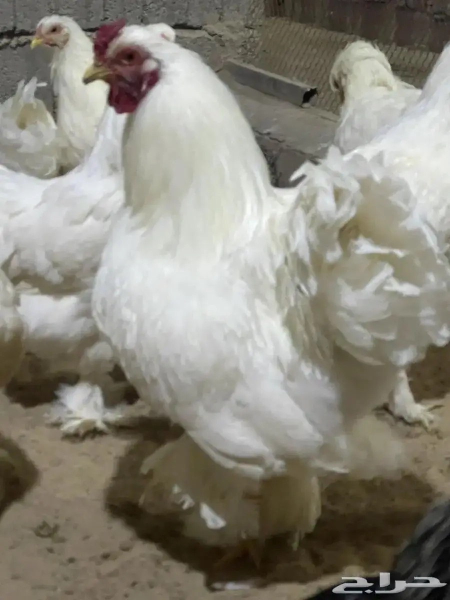 دجاج ابراهما منتج 0